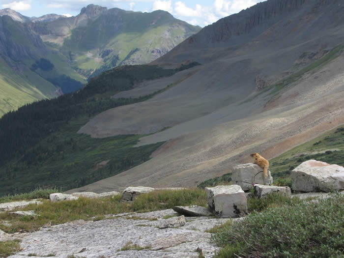 A Marmot takes in the view