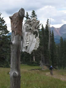 Skull on a post at the fire road single track junction