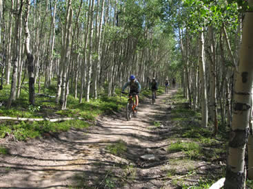 Mature alder forests and smooth trails